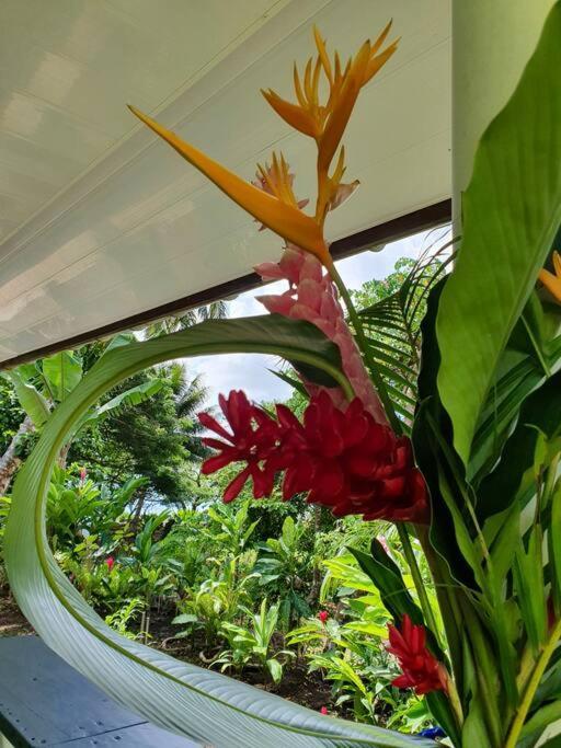 Raiatea, Opoa, Studio Du Fare Reve, Acces Mer Privatif Luaran gambar